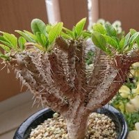 第５０回 オペルクリカリア 属の発芽について Tomohito Note