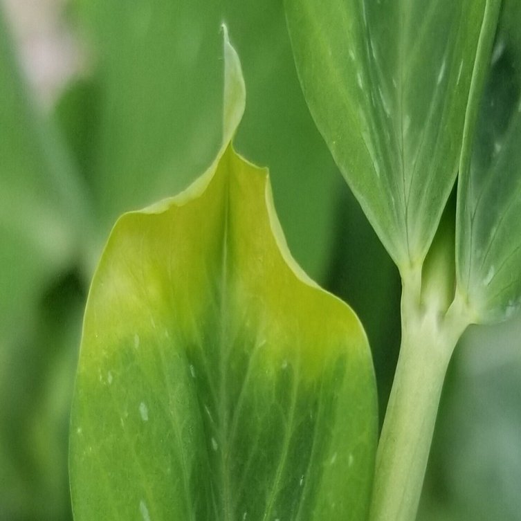 スナップエンドウ 葉先が枯れる チップバーン ミライ菜園 Note
