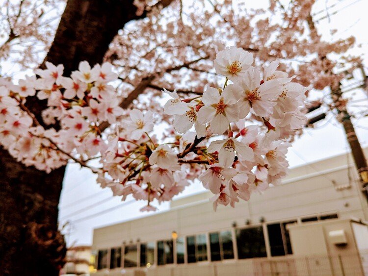 外を散歩していたら、桜が咲いていたので！