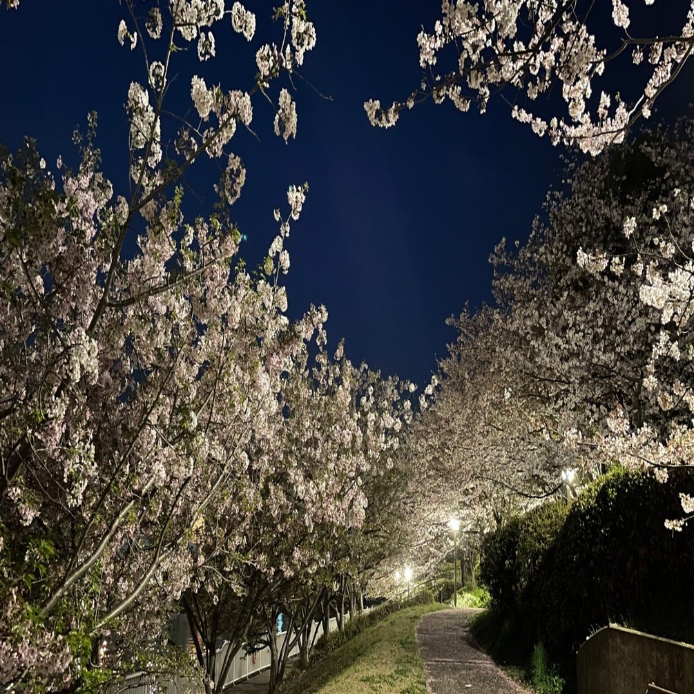 青海の桜｜花と日々 yas