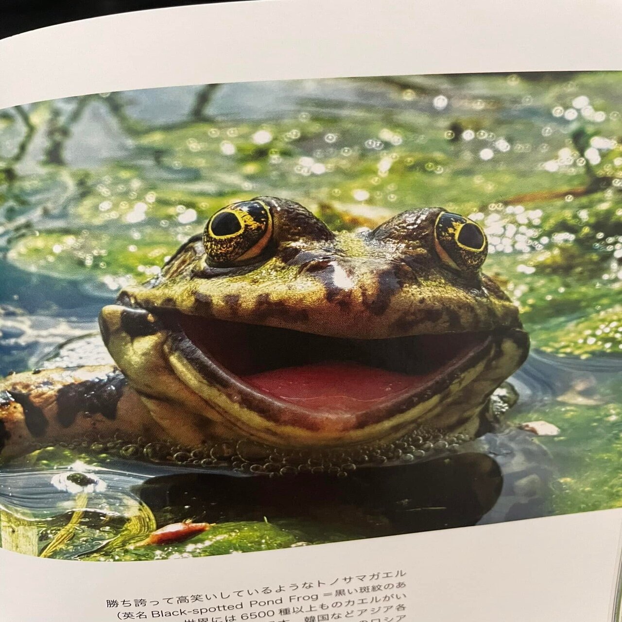 おかしな生きもの写真館 野生動物ユーモア写真大賞 ポール ジョインソン トム サラム ぐーりん 大城緑 読書の家庭教師 Note