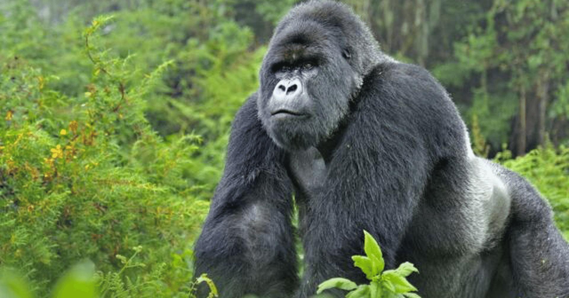 ゴリラのフィジカルの正体 十種競技mb林田のnote Note