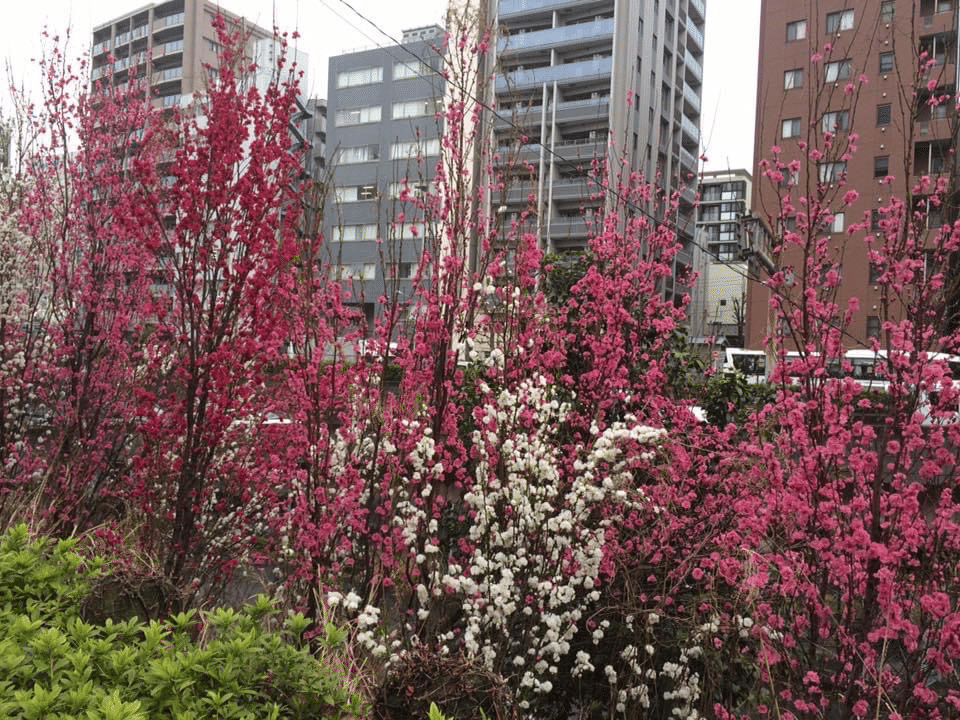 写真 新富町の花桃 桔梗の花 도라지 Note
