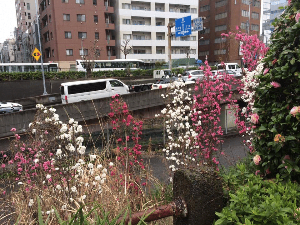 写真 新富町の花桃 桔梗の花 도라지 Note