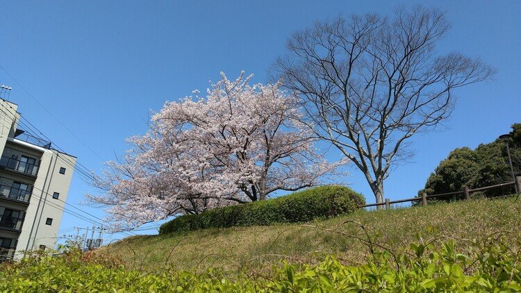 桜はもう散り始めてますね