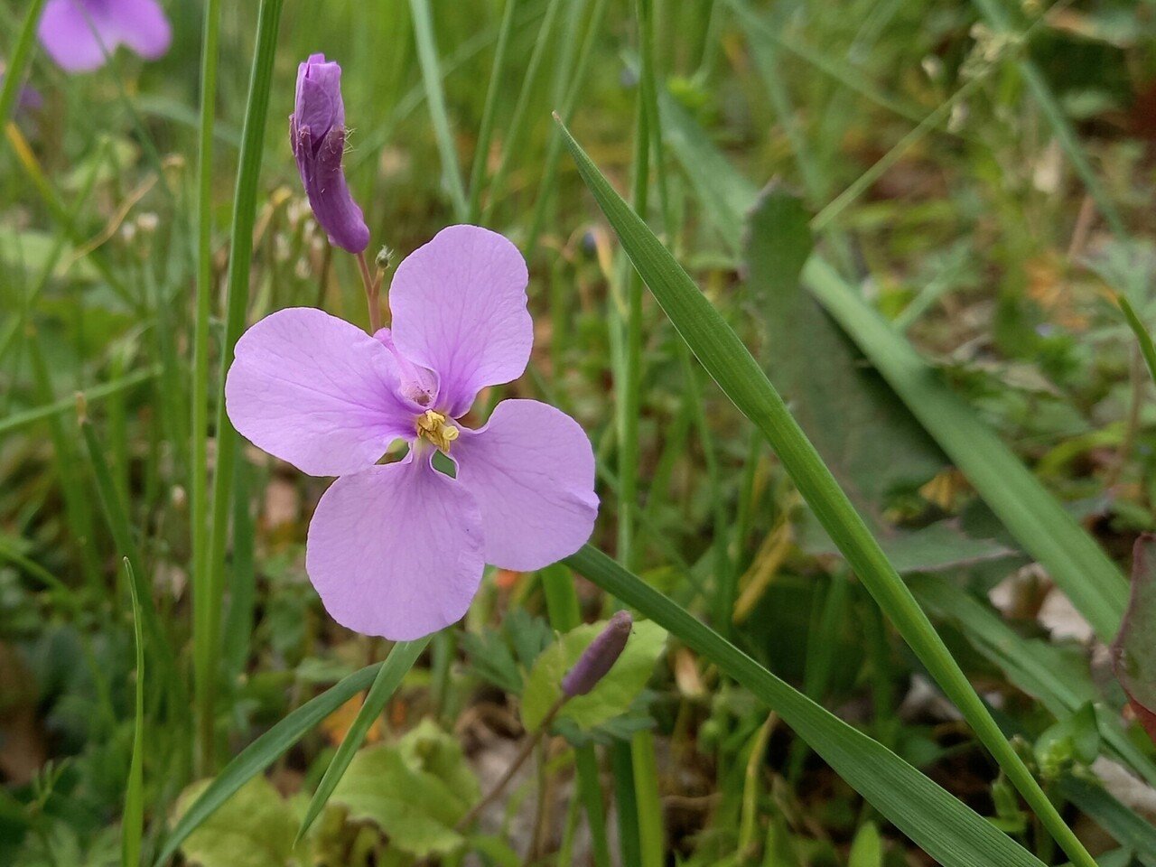 今朝の散策中に遭遇した花たち 柘榴 Note