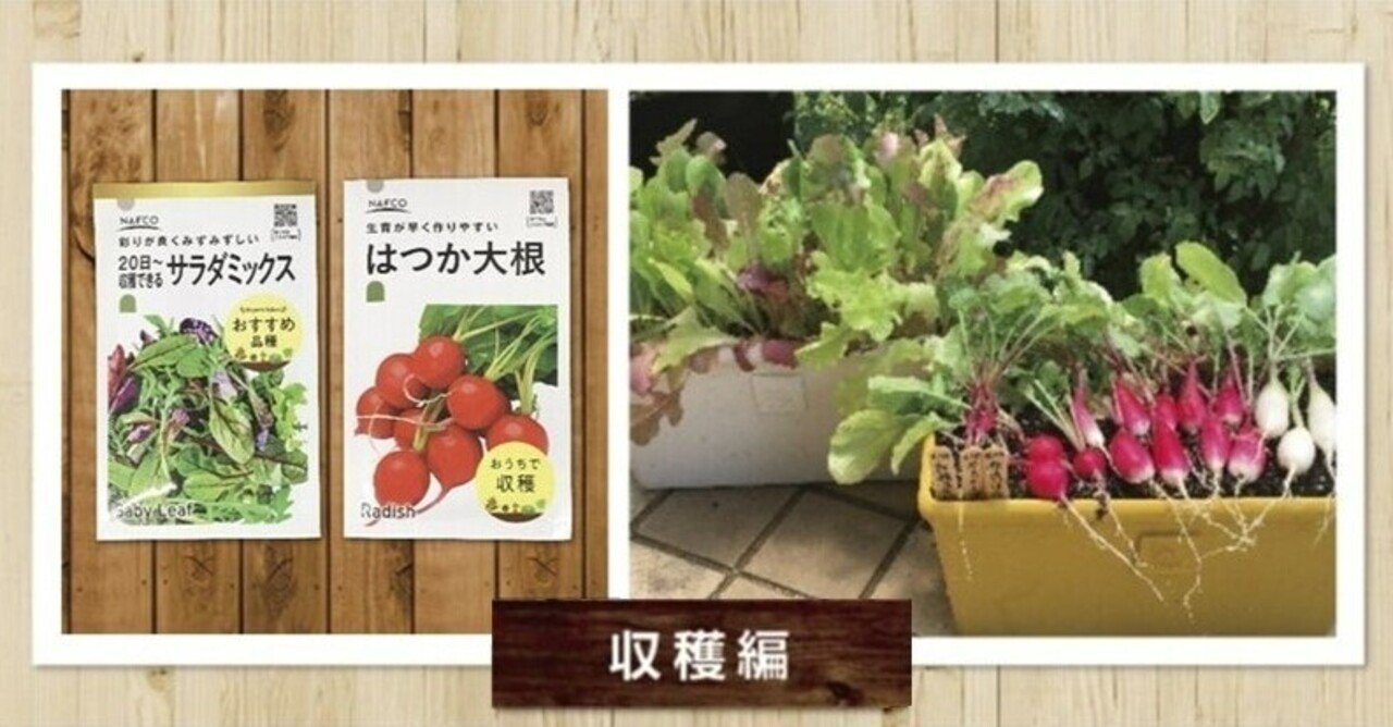 子どもと一緒におうちで初めてみよう 種から育てるプランター菜園 新鮮野菜を手軽にお家で 作っちゃおう 収穫編 ナフコ スタッフがイチ押しアイテムで語ってみるnote