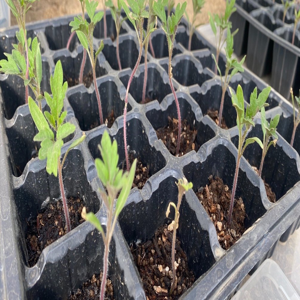 ミニトマト成長記録 Day３０ きよらファーム Note