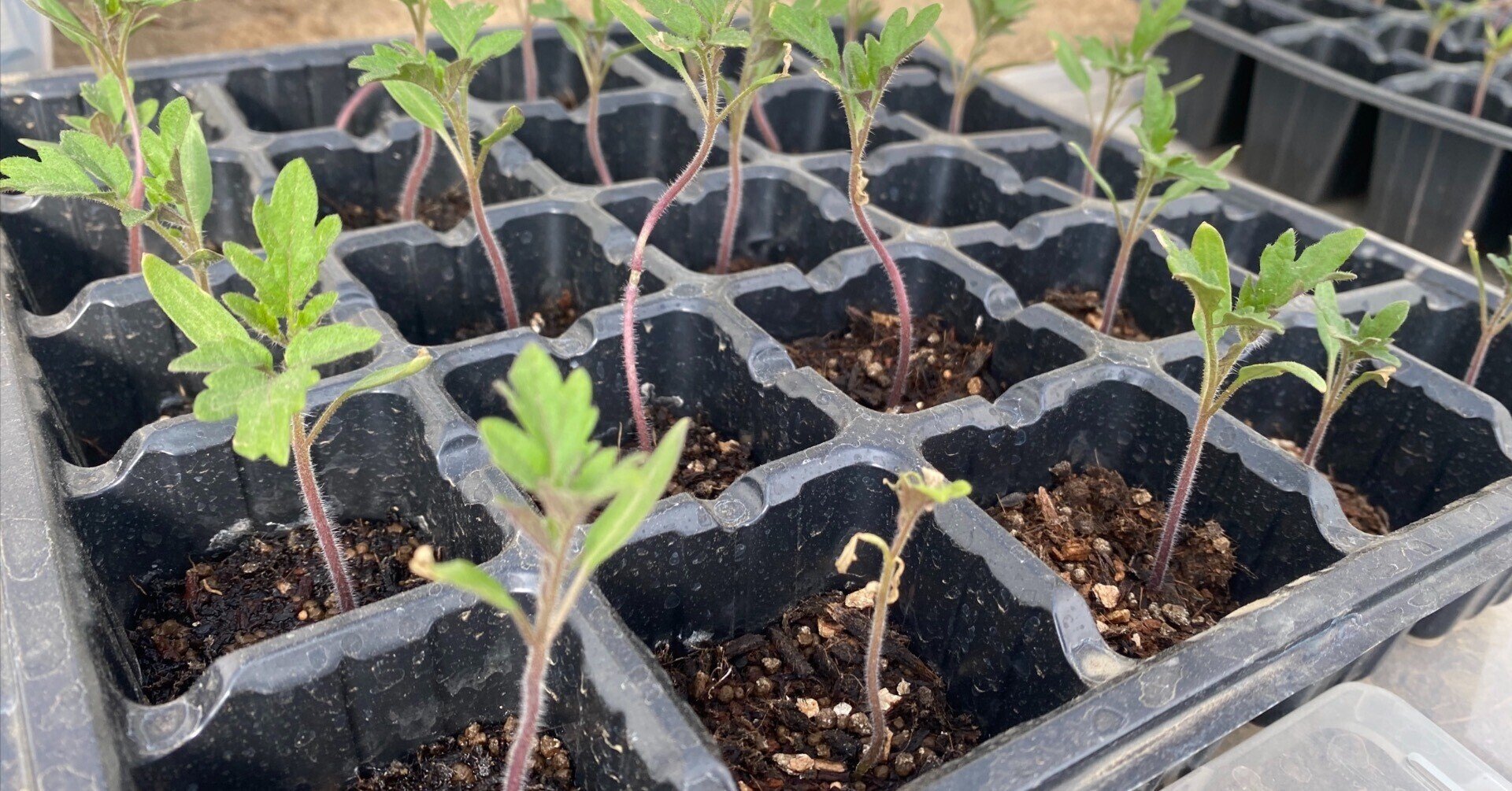 ミニトマト成長記録 Day30 きよらファーム Note ミニトマト成長記録 Day30 きよらファーム Note