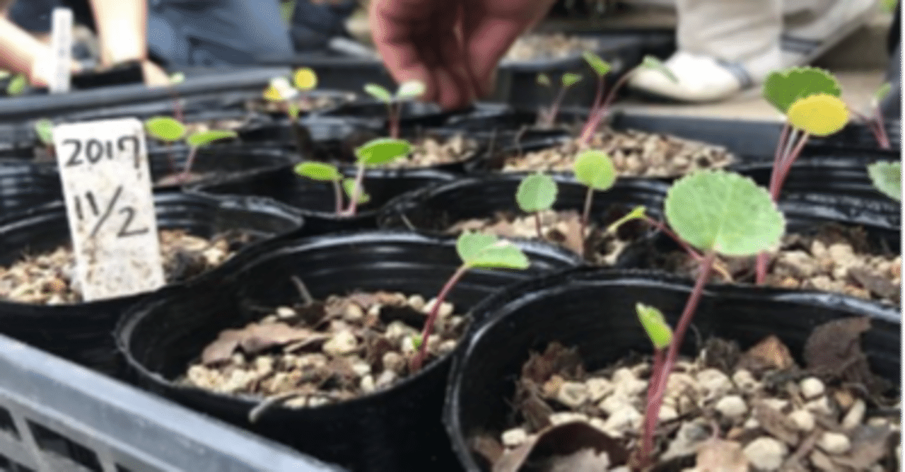 18年7月1日 大谷小学校 大谷海岸の海浜植物を育てる 三浦友幸 気仙沼市議会議員 Note