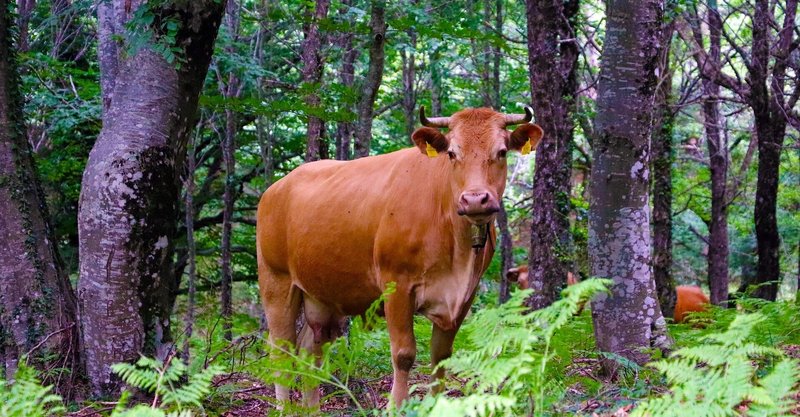 drone lançando sementes em Kosovo