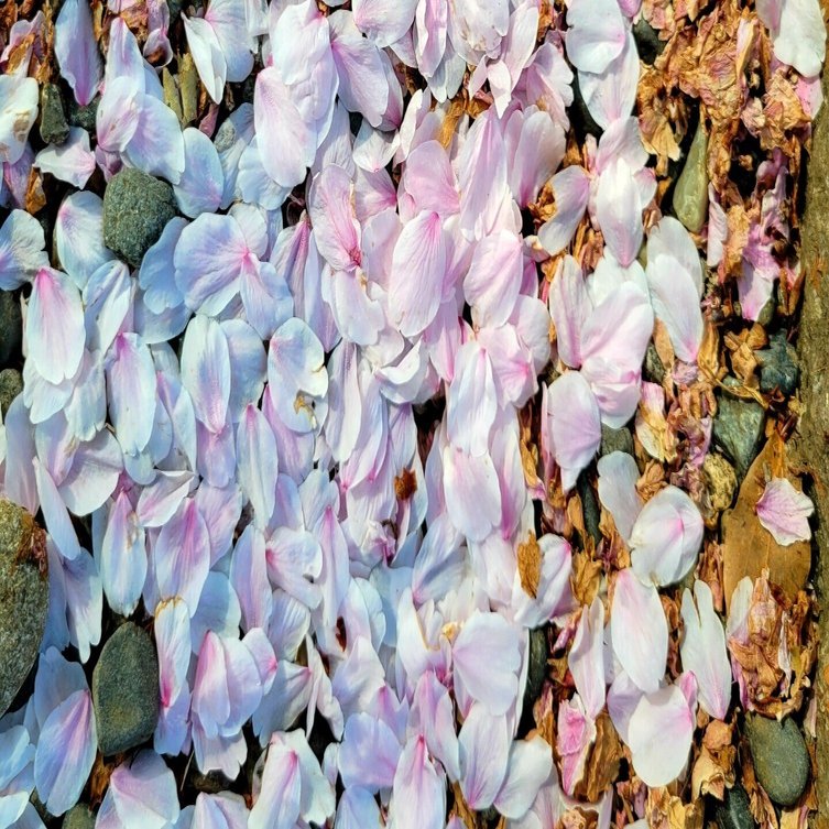 季語 花筏 鳥のこゑ浮かべたるかな花筏 Yukihiro Note