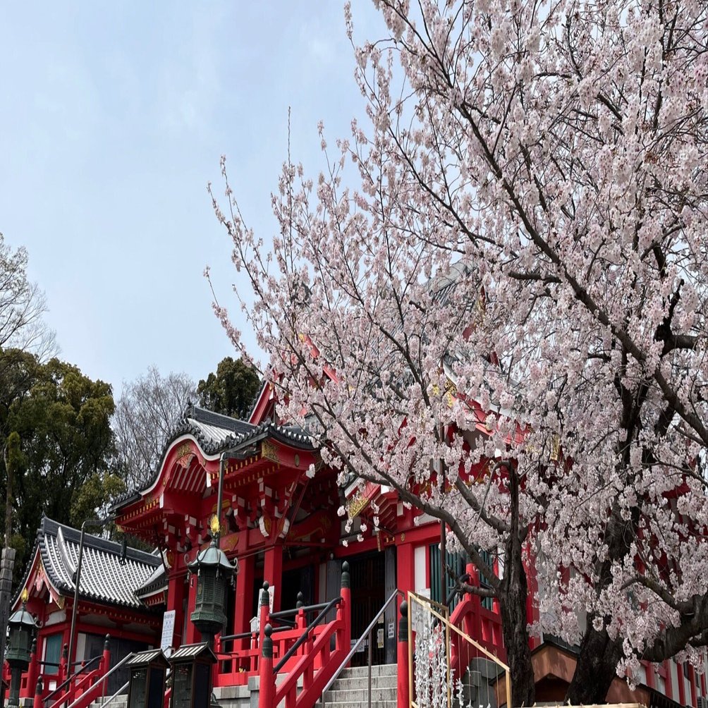 桜！ さくら！ サクラ！｜Hiroshi Kawajiri