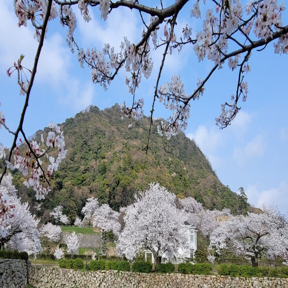 車中泊で 桜 と日本一周 16県目 鳥取編 砂丘に恋する白ウサギ 鳥取 地球へ途中下車夫婦 根津眞澄 妻 オット Note