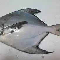 真魚