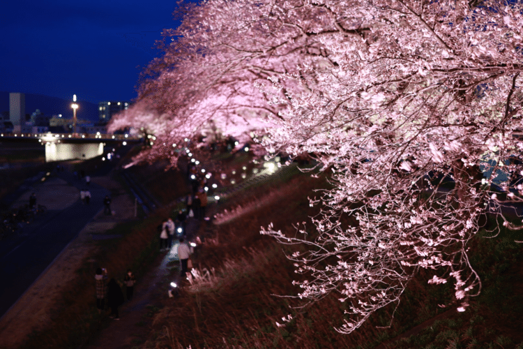 福井駅周辺は桜の名所が多い。桜通、足羽川沿の堤防、足羽山、県庁周辺のお堀。観光にはこの時期が一番素晴らしい。写真は足羽川沿の堤防。今週末はそろそろ散り始めか？