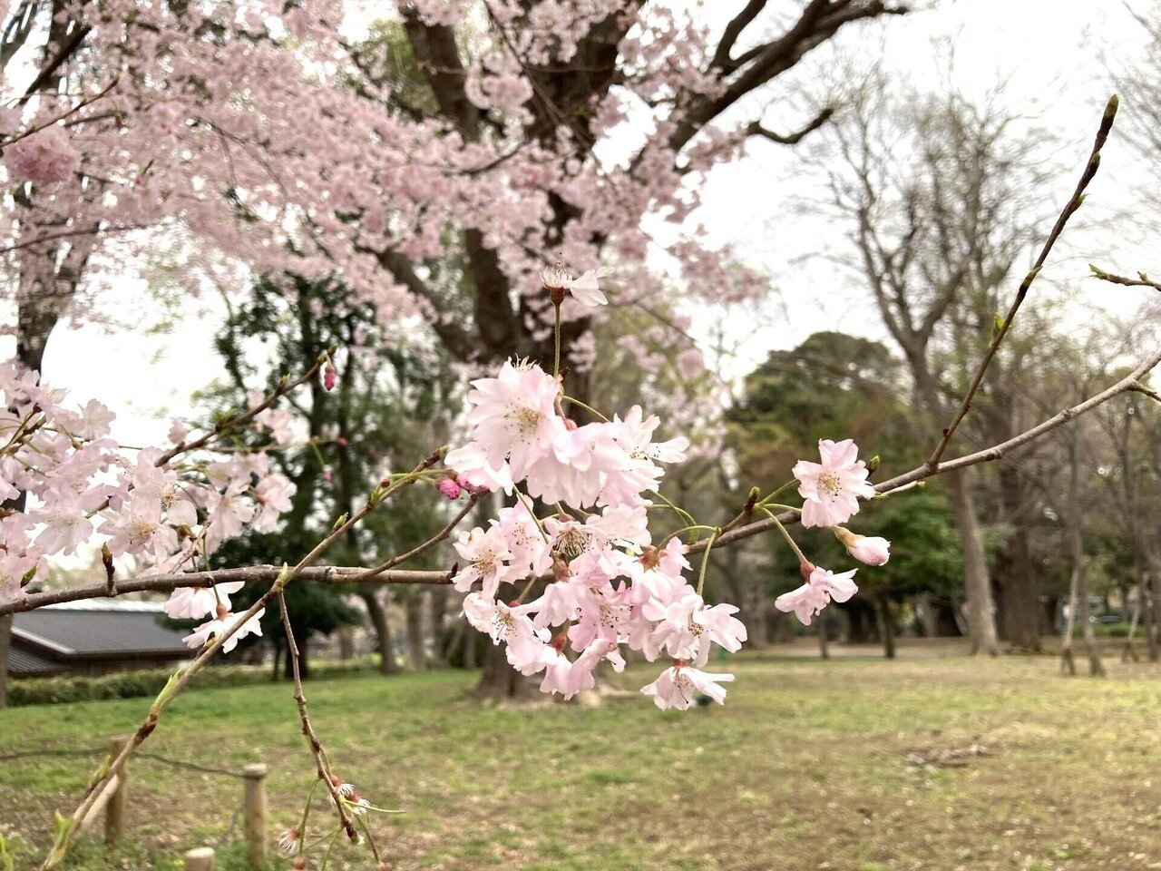 通勤途中の上野公園で満開の小ぶりの淡紅色の桜に目がとまりました プレートに書かれていた名前は マイヒメ 舞姫 マエベニシダレを基に品種改良され 11年に品種登録されたとのこと 舞姫 といえ 櫻田弘文 ブランディング プロデューサー Note