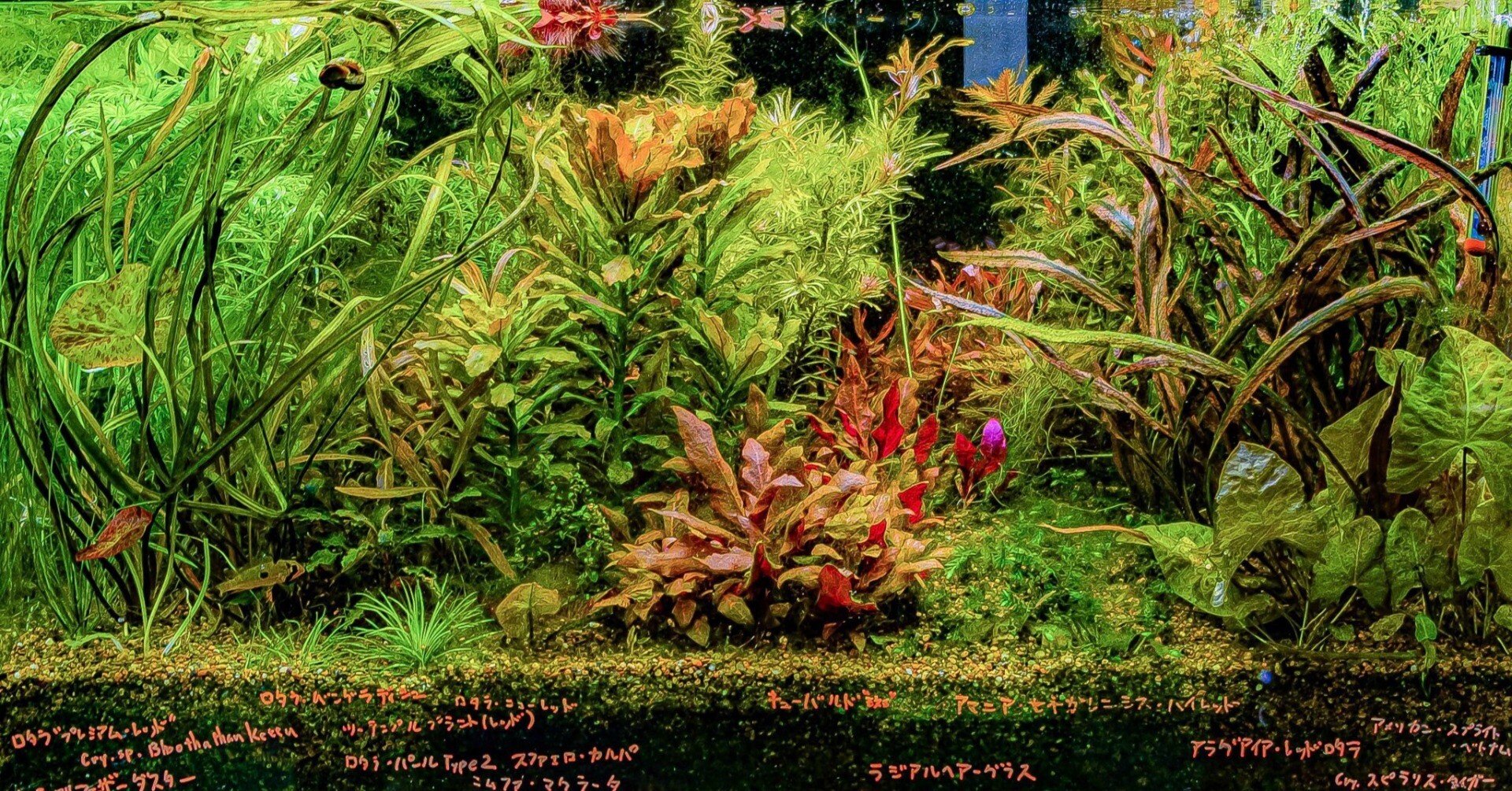 水草レイアウト位置＆葉色ごとの一覧表｜bonobono_armor