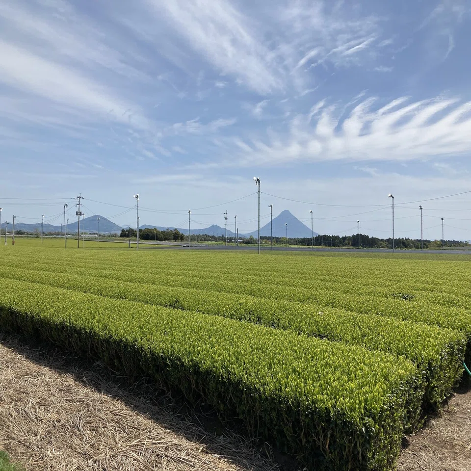 畑 町全体がお茶畑！？鹿児島県南九州市のタイミートラベルにお邪魔してき