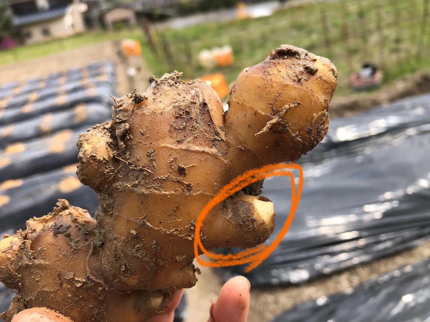 種生姜のサイズ＆植える深さ｜Ginger-man.Daigo