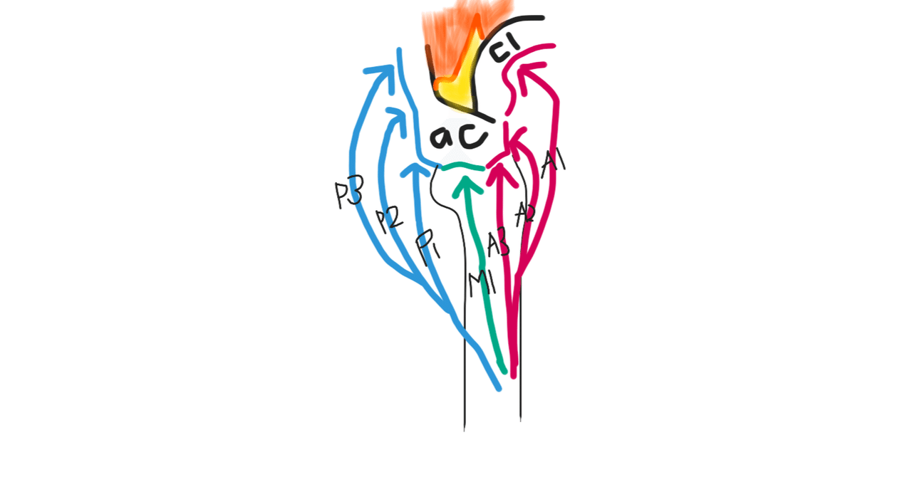 Anatomical and functional segments of the deltoid muscle |Aya