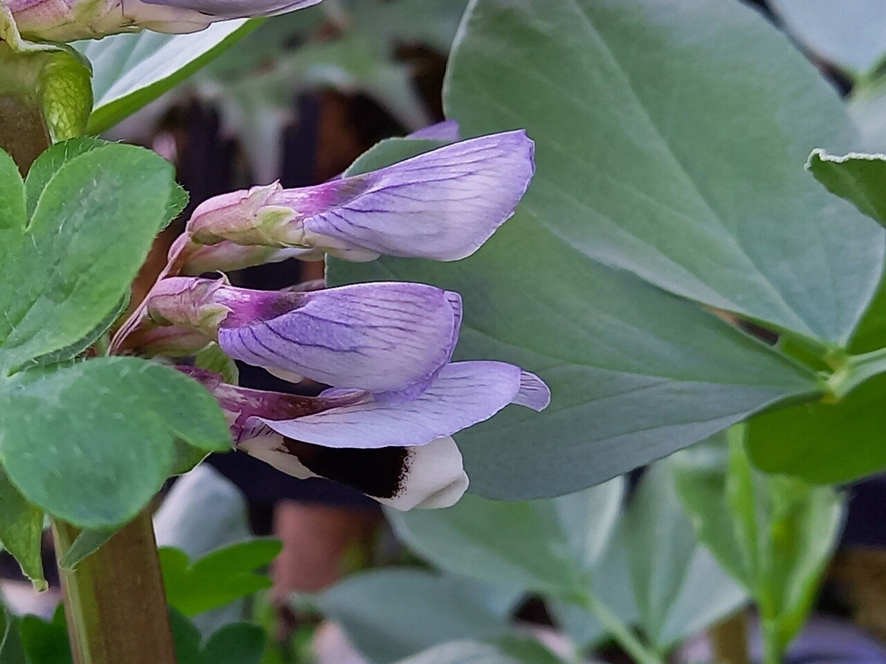 今朝の散策中に遭遇した花たち 初めの花にも遭遇 柘榴 Note
