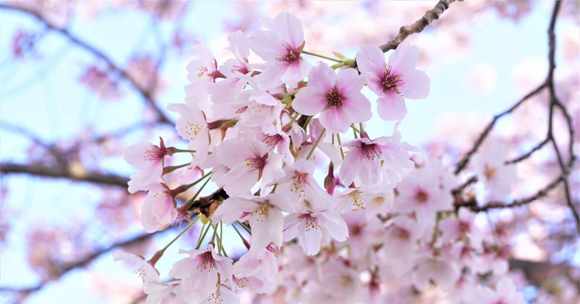 桜トンネルにも 行って来ました 食の工房オフィスアルベロ イタリア料理教室 In 神戸 Note 桜トンネルにも 行って来ました 食の工房オフィスアルベロ イタリア料理教室 In 神戸 Note