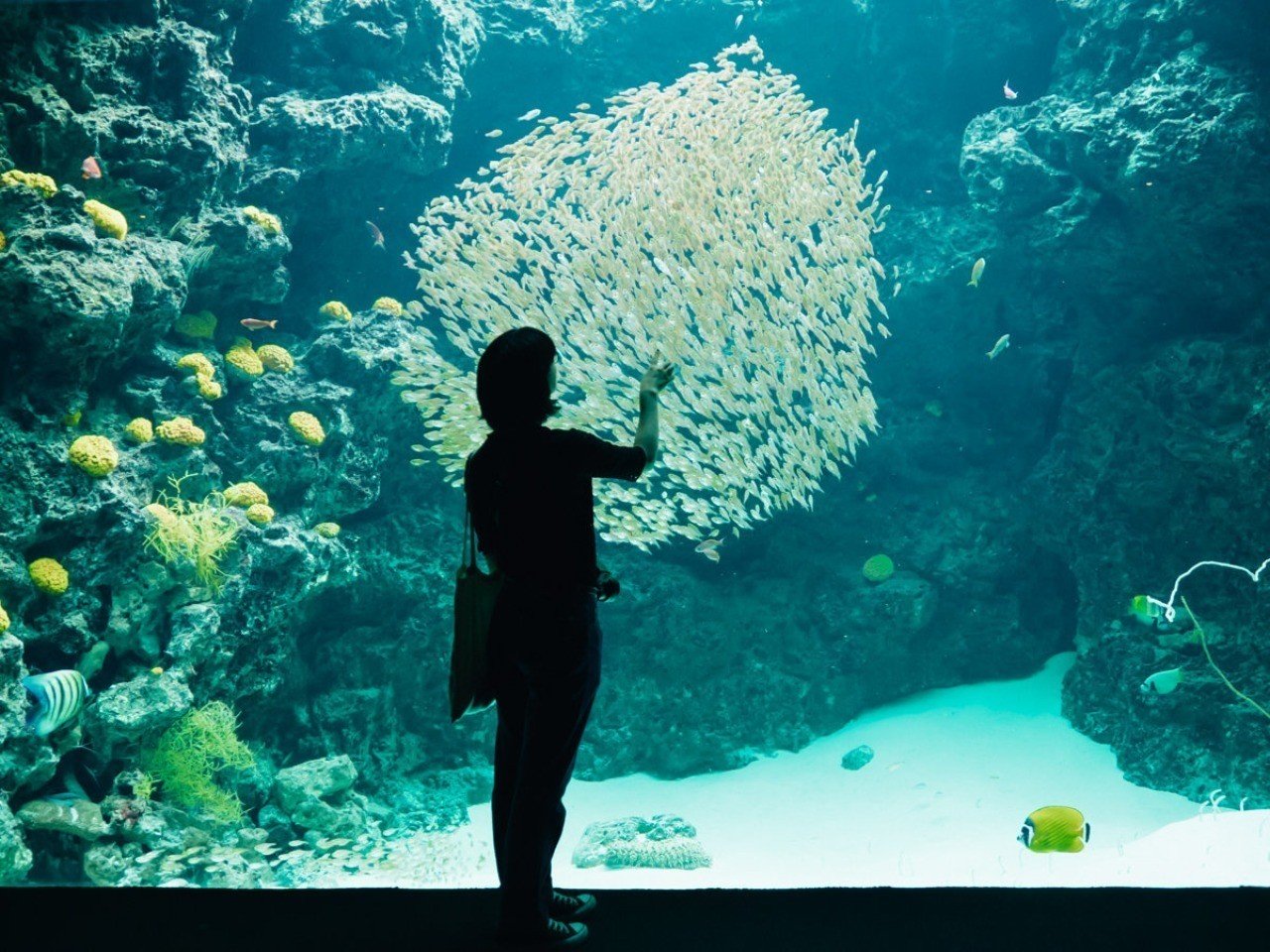 アクアマリンふくしま」で、動物の生命と出会う。｜小松﨑拓郎