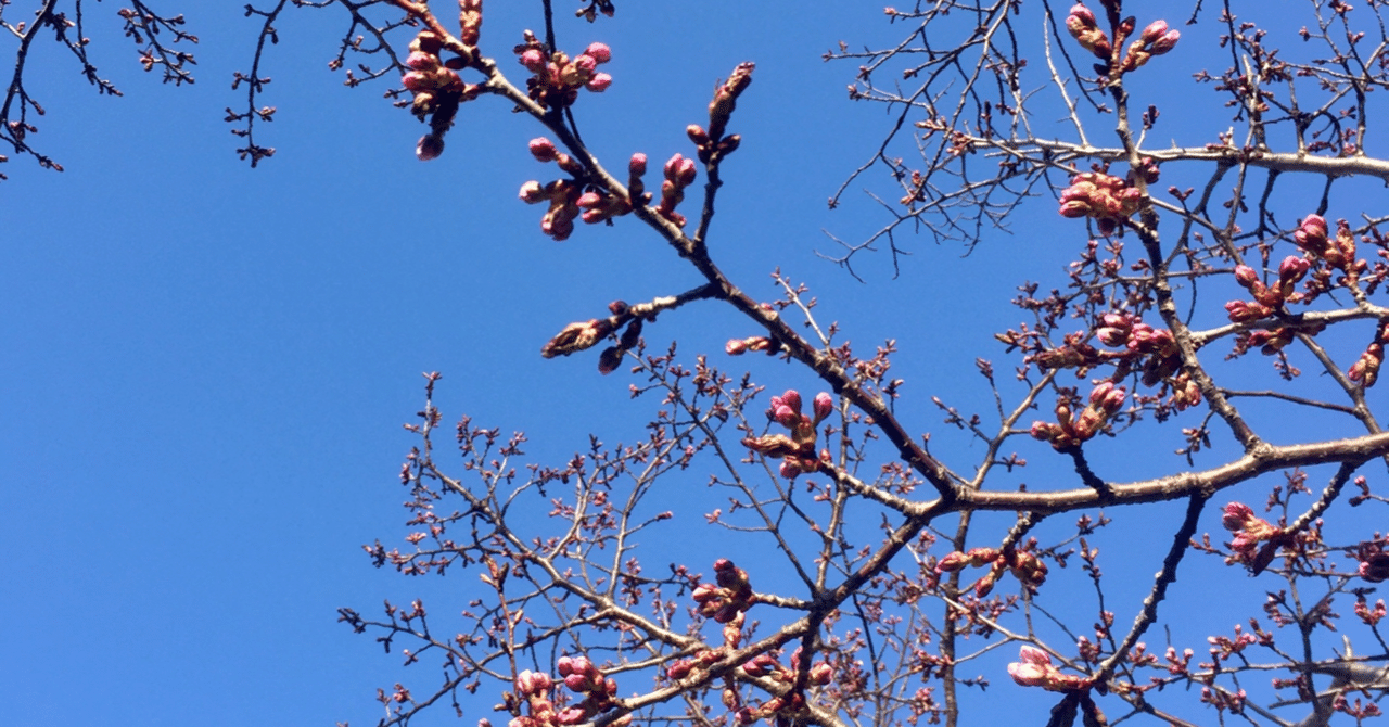 桜の幹もピンク色に染まっています にこまま 思いっきり子育て Note 桜の幹もピンク色に染まっています にこまま 思いっきり子育て Note
