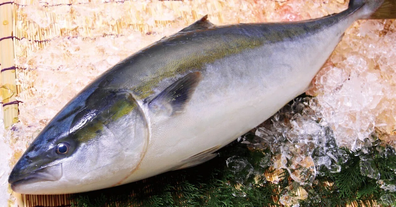 ２０１６年鹿児島産養殖ブリの浜値 みなと新聞 Note