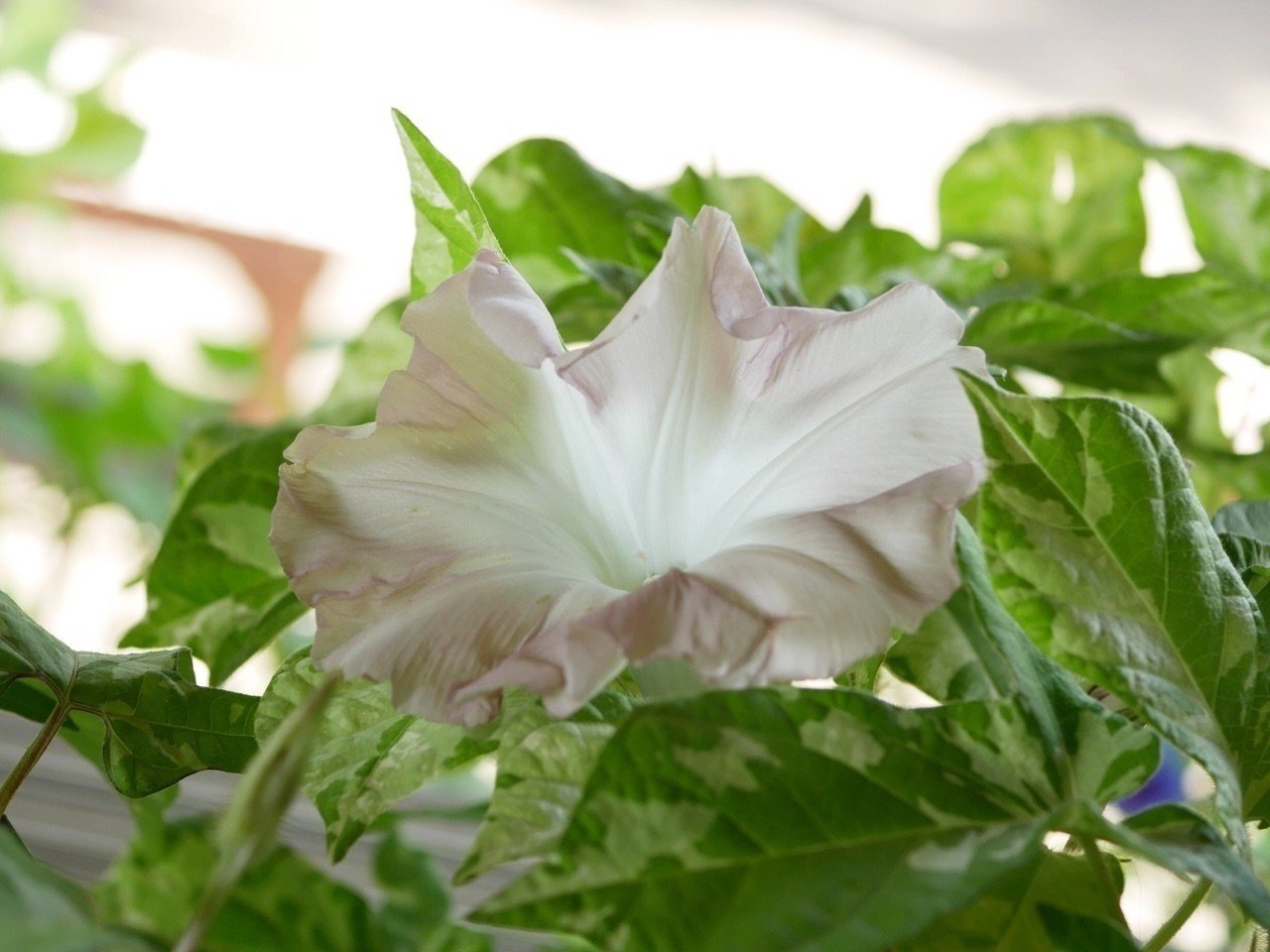 2018_Morningglowly｜Yuki Sasakawa