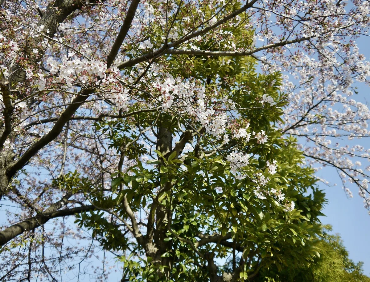 画像15