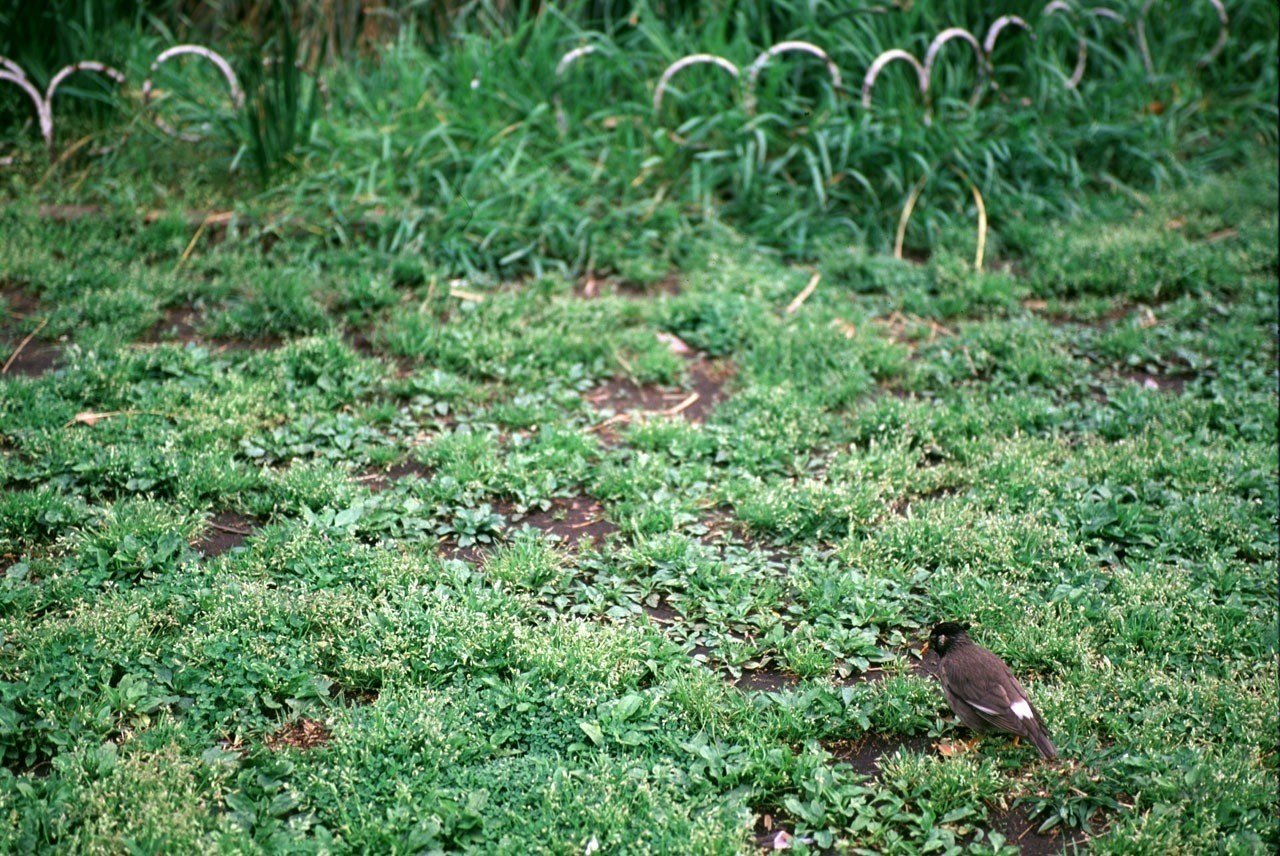 Leicam6で かつてこんな写真を撮っていた 椋鳥 むくどり 飯島 正樹 Note Leicam6で かつてこんな写真を撮っていた 椋鳥 むくどり 飯島 正樹 Note