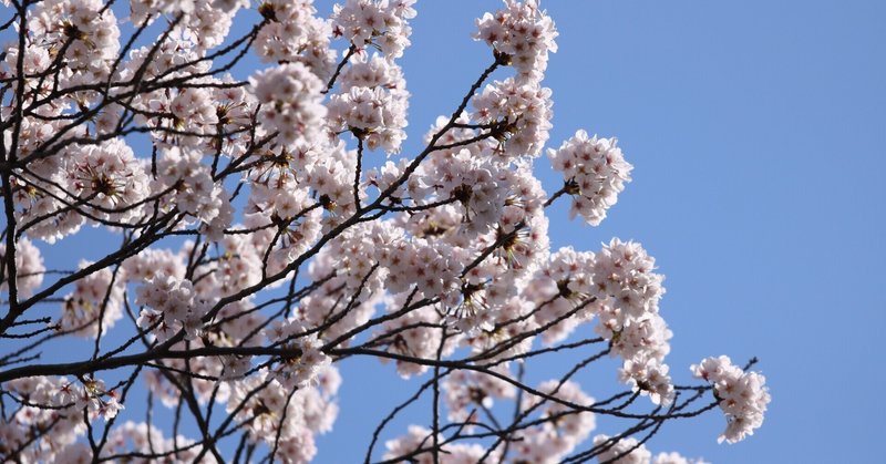 今年の桜は百花繚乱？――長柄高校馬事文化研究部活動記録㊺