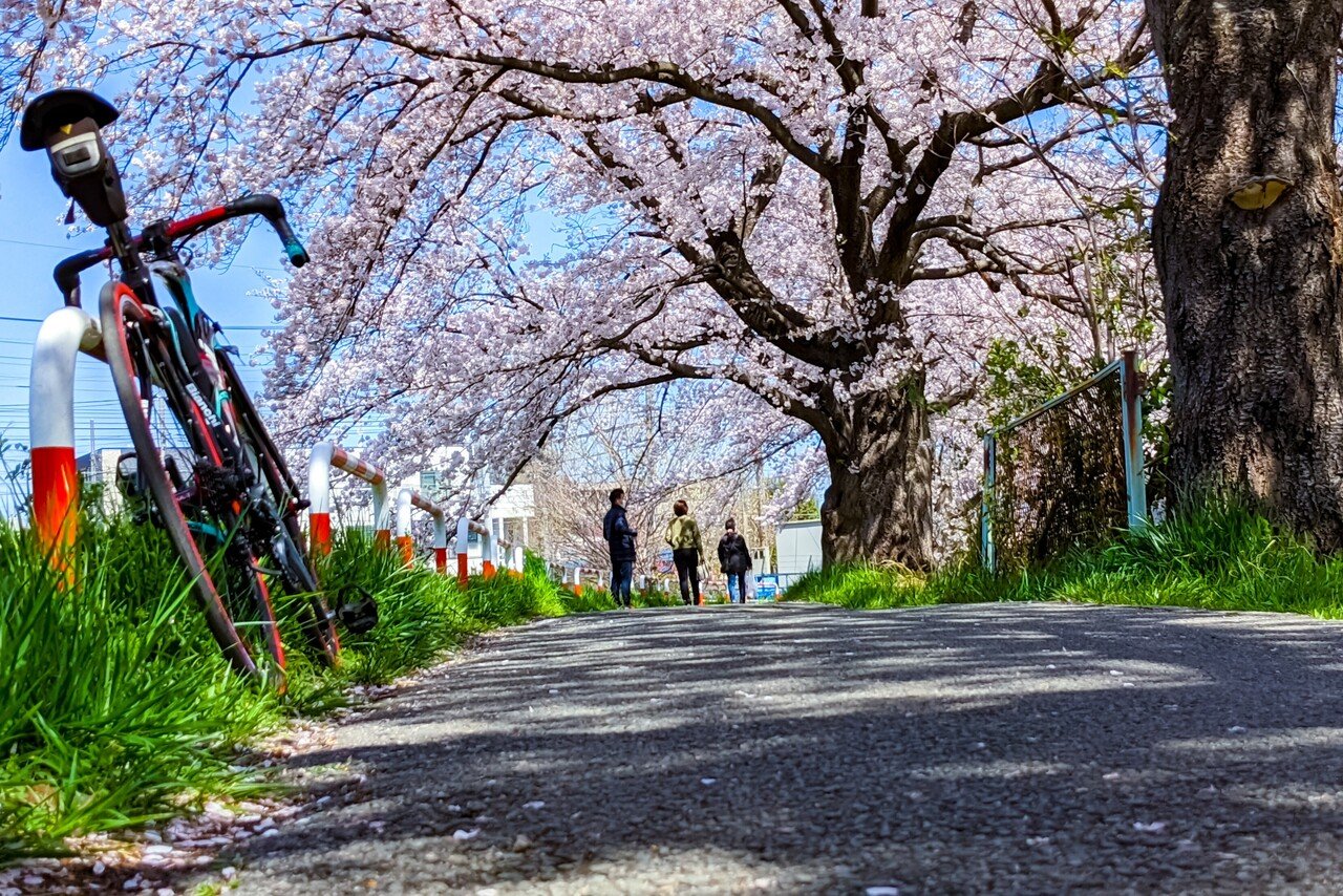 桜 2025年 数量限定 葉桜】 京都小鉢（ミニ盆栽）京桜シリーズ 啓翁