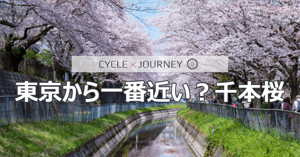 20km続く日本一の桜回廊 芝川・見沼サイクリング｜oage
