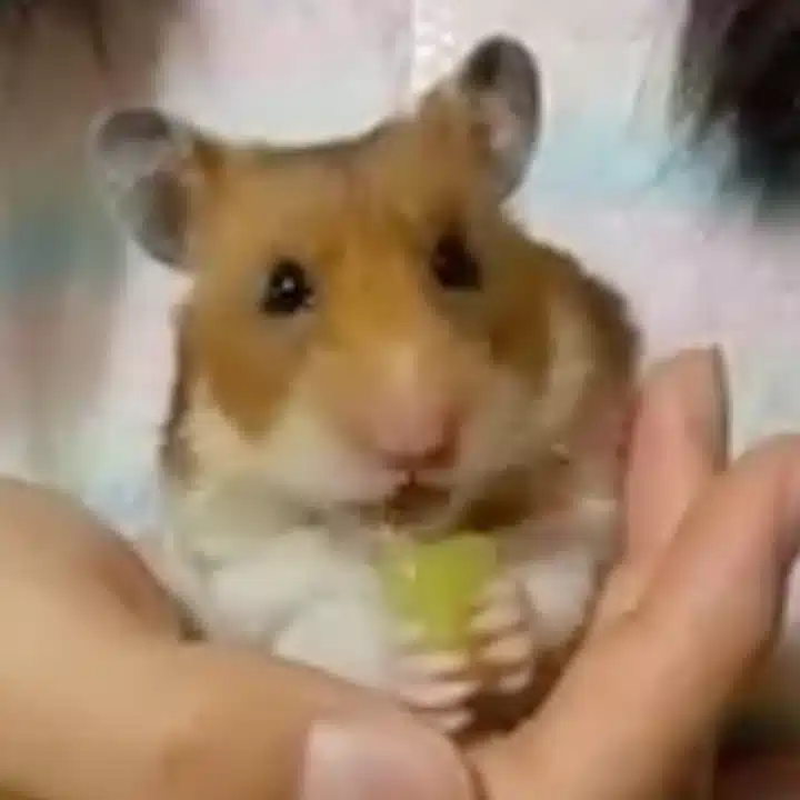 Kelly 栄養療法カウンセラー