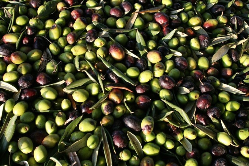 炭疽オリーブ果実