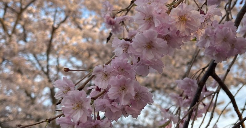 またしても桜と夏🌸