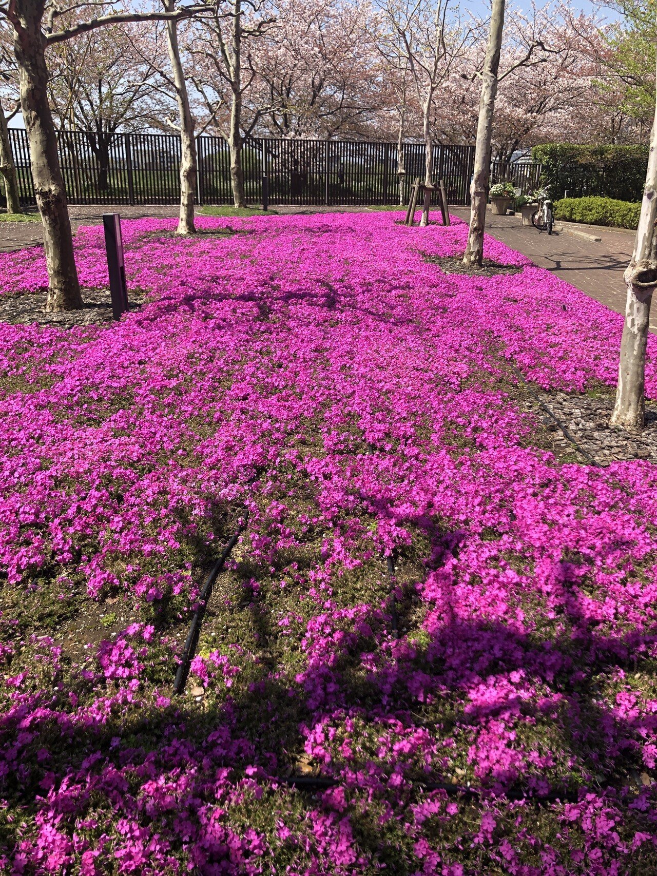 マンションの花壇に芝桜が咲いている。綺麗だね、春だな、写真を