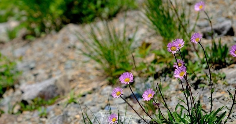 砂地で咲く菊の花 ミヤマアズマギク Hhaannaaiihh Note