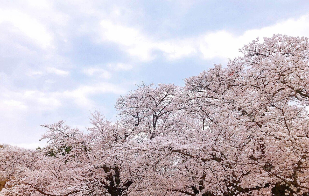 独身独歩記、某日日/ 桜咲く日の知恵袋✍🏻｜murata