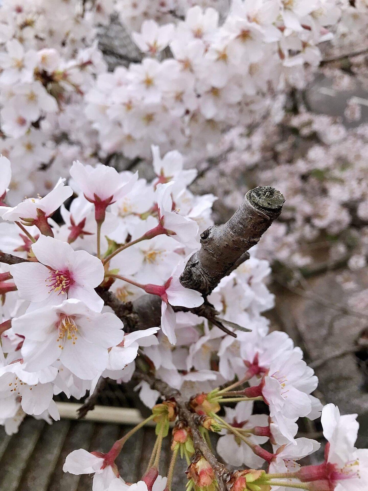 桜咲く※紹介文お読みください。 咲野」の読み方、意味＆名前の由来、人気ランキング - 名付けポン