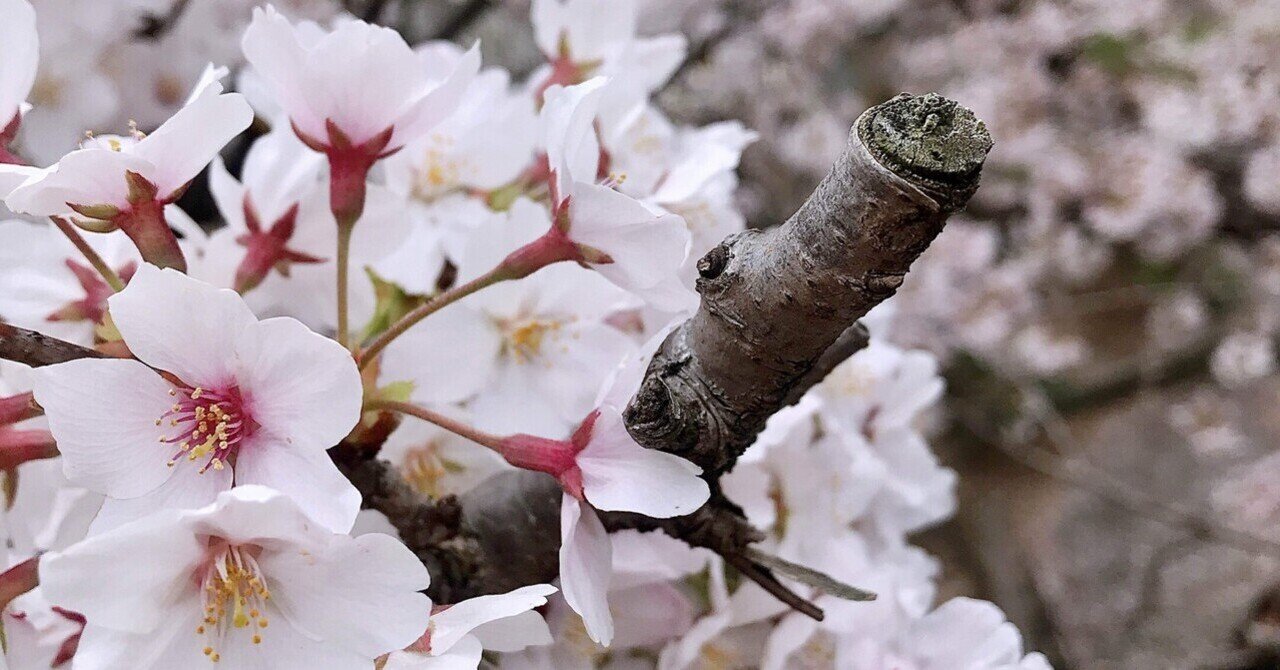 独身独歩記、某日日/ 桜咲く日の知恵袋✍🏻｜murata