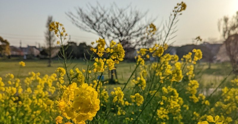 佐藤 英文の「カニムシー森・海岸・本棚にひそむ未知の虫」を読む