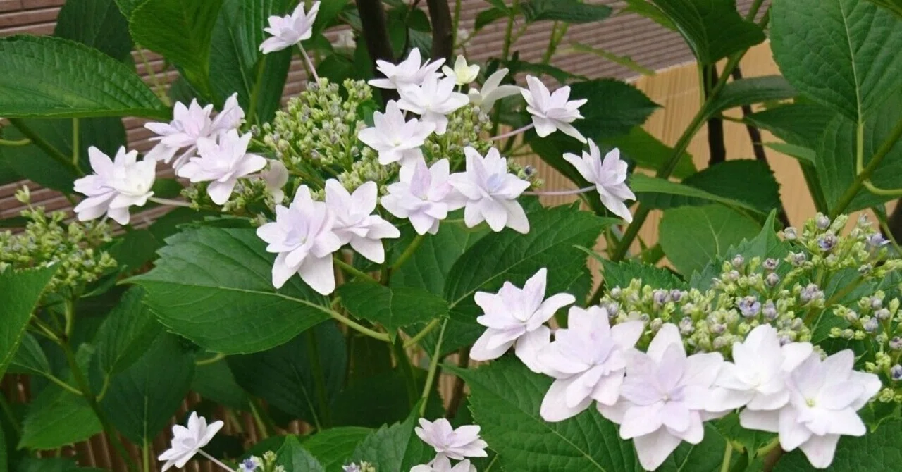 Color Changes in 'Sumida no Hanabi' Hydrangea and Its Double