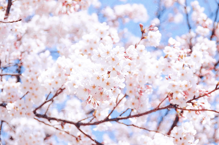 桜の季節、春アルバム