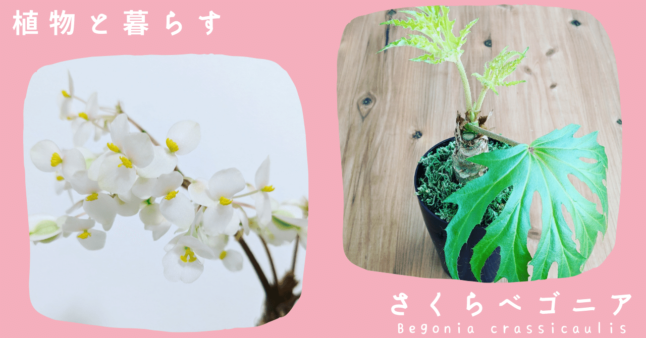 さくらベゴニアの花満開からトロピカルな葉っぱへ｜植物のある
