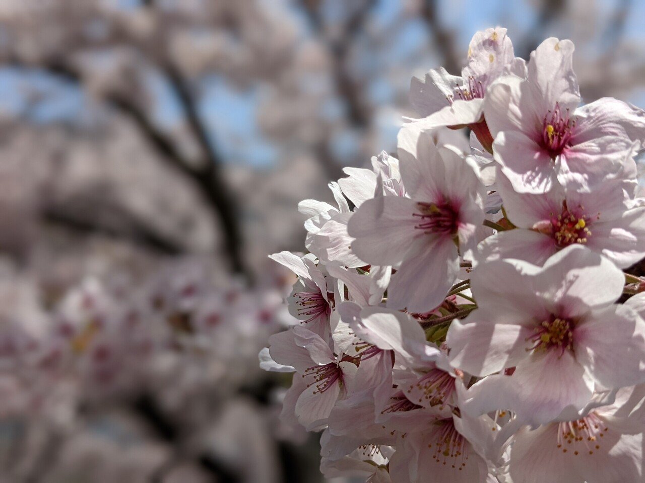 季語 花時 はなどき 花過ぎ 花どきの友の入籍風だより 天守閣花過ぎてなほ堂々と Twitterの俳句お題で詠んだニ句 求むご意見 または 同じ季語で詠んでみて 紫乃 Note