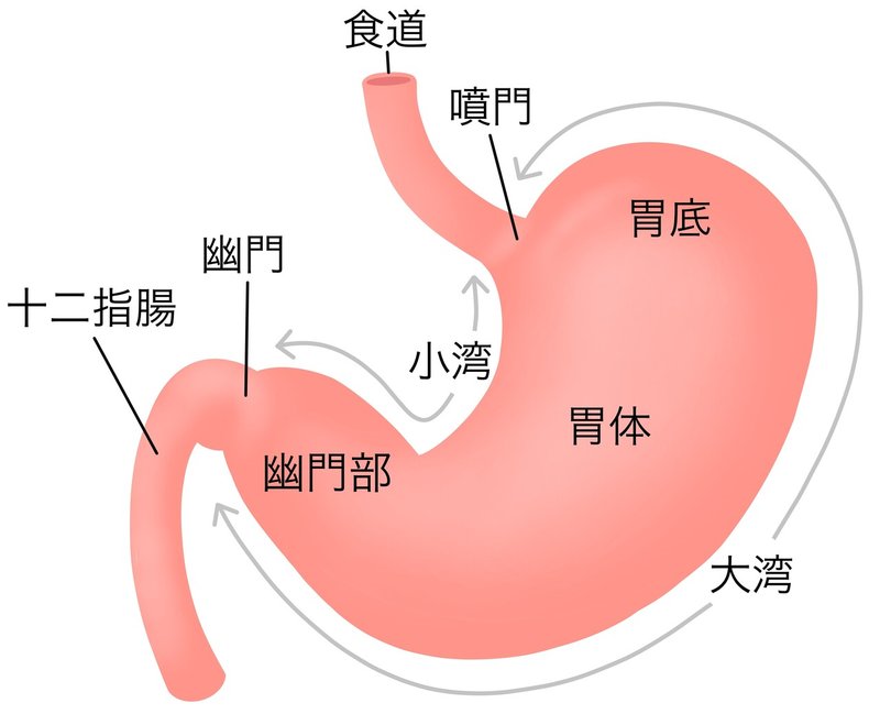 胃　解剖図